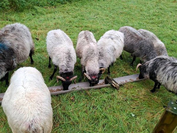 Old Ewes - Main image