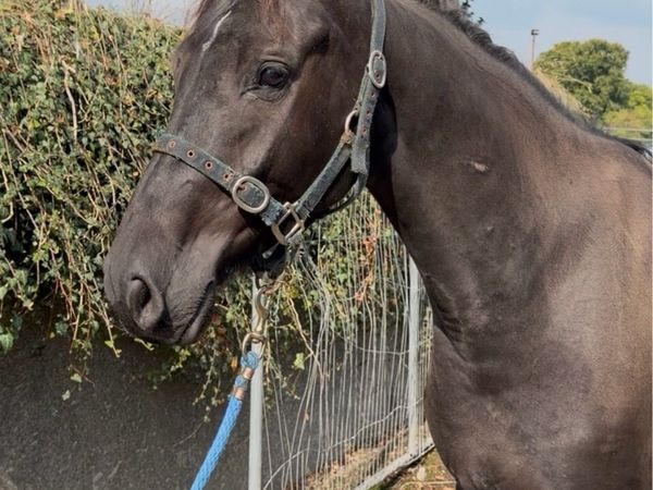 Gelding by Cormint - Main image