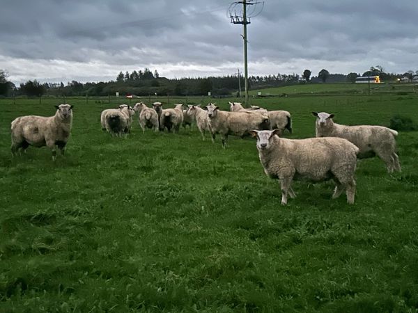 Pbnr charrolaois and vedeen ram lambs - Main image