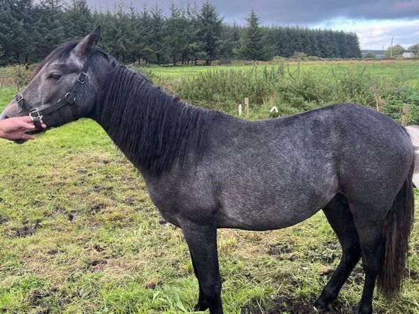 Connemara Colt - Main image