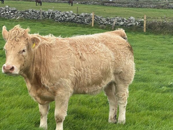 Quality Heifers for Balla Mart Saturday 3rd - Main image