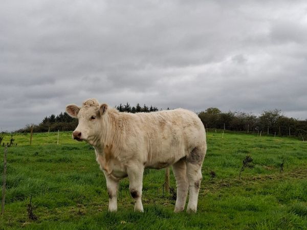 Pedigree Charolais heifer - Main image