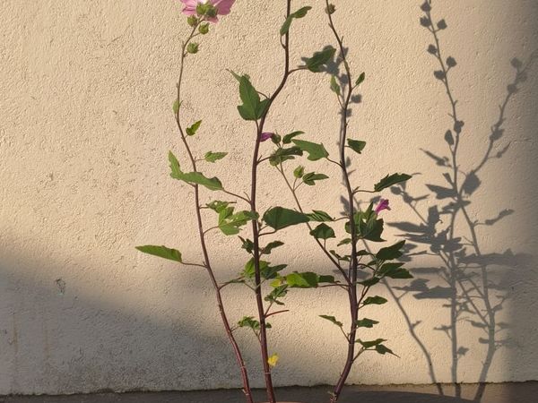 Tree Mallow Plants - Main image