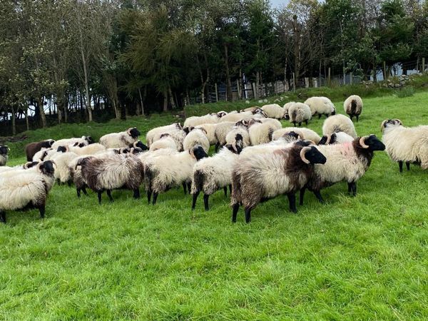 Sheep - Main image