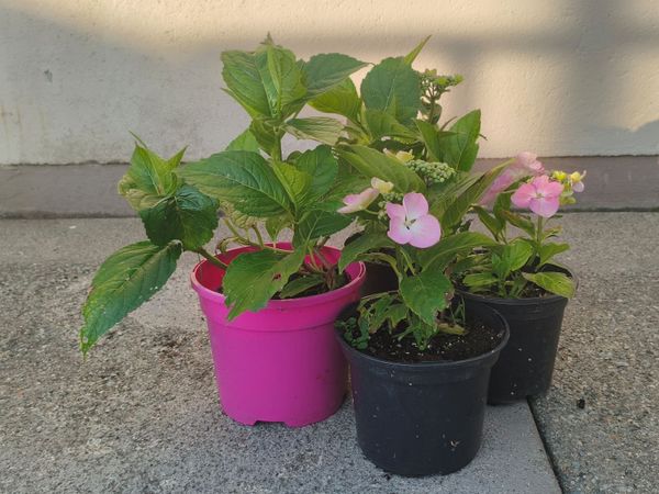 Hydrangea Plants - Main image