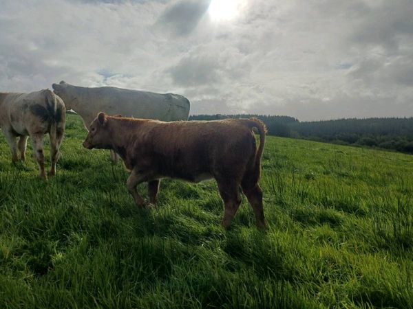 Organic Cattle Thursday 1oct gort Mart - Main image