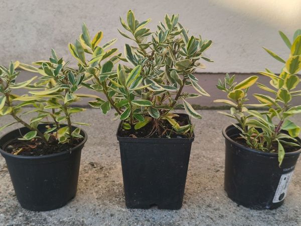 Hebe Queen Silver Plants - Main image