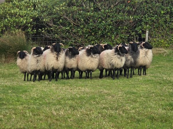 Mayo Mountain Ewe Lambs - Main image