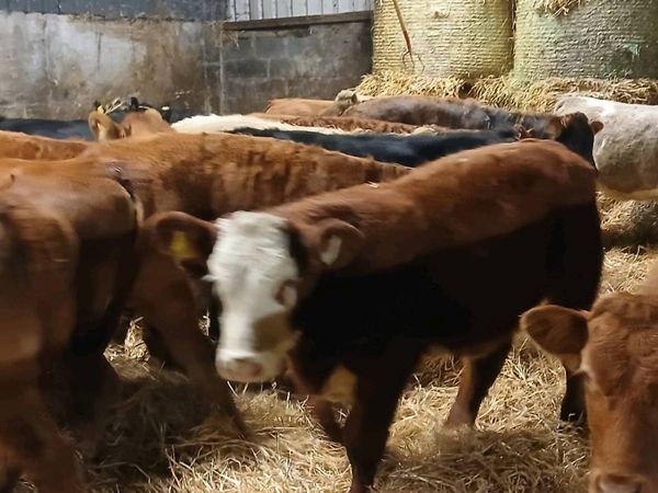 19 Super Heifer Weanlings - Main image