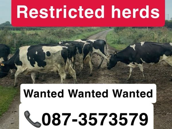 All CULL COWS BULLS & CATTLE - Main image