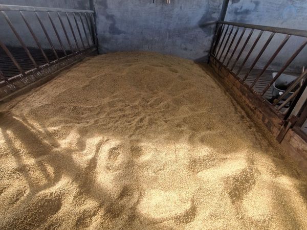 Whole oats - Main image