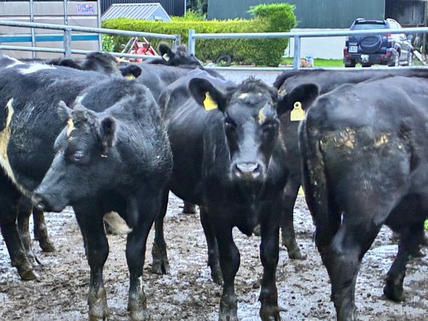 Angus store bullocks for sale - Main image