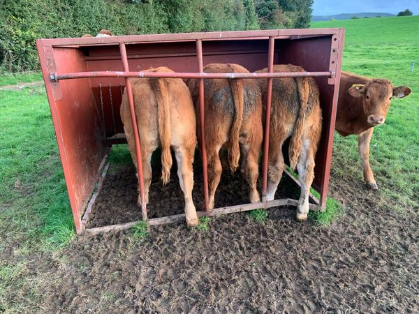 Organic limousin x Weanlings Kilkenny 6th October - Main image