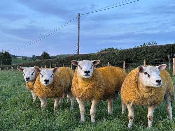 Pedigree Texel tip lambs - Main image
