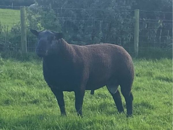 Black texel ram - Main image
