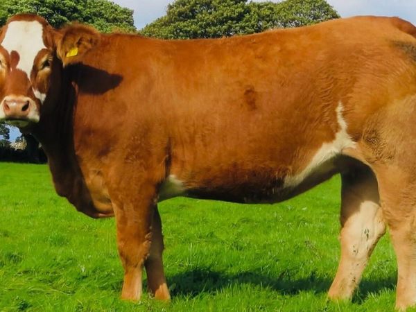 Incalf Heifer sale 3rd October 2026 Balla Mart - Main image