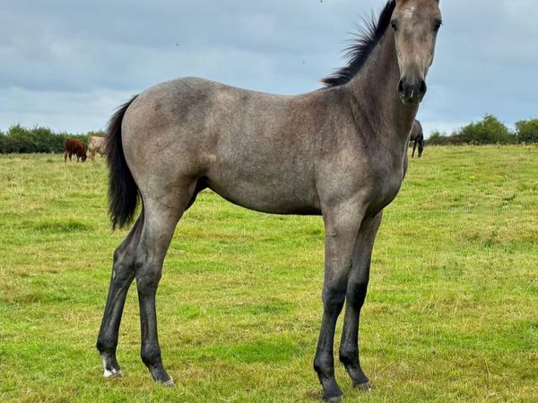 Foal - Main image