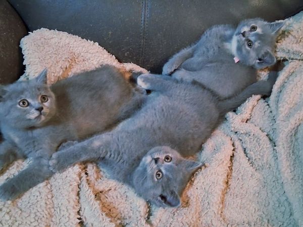 British blue shorthair Kittens - Main image