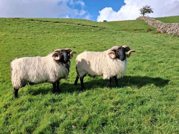 Mountain Blackface Rams - Main image