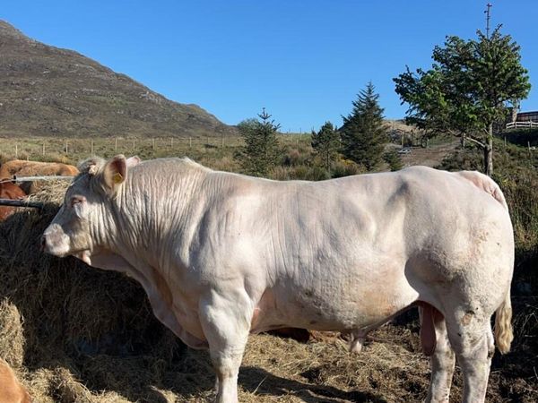 Fiston Charolais bull - Main image