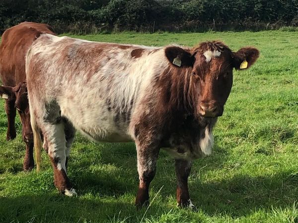 2 pbr shorthorn incalf heifers for sale - Main image