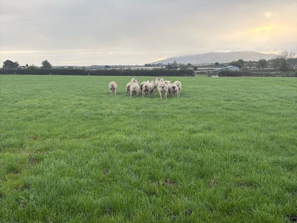 Charollais Hogget rams - Main image