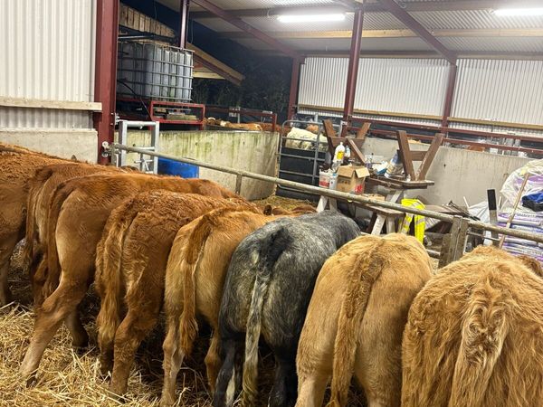 15 super 250kg U grade suckler bred heifers🔥 - Main image