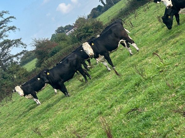 AA and WH heifers - Main image