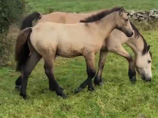 Foal - Main image