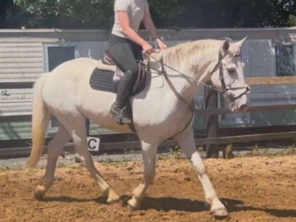 Hunting horse - Main image