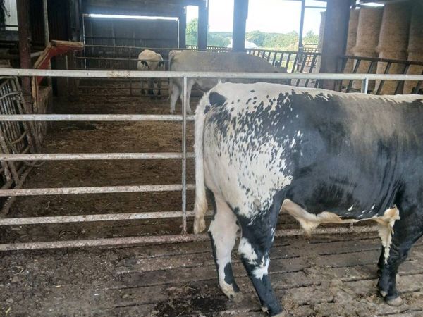 SPECKLE PARK BULL - Main image