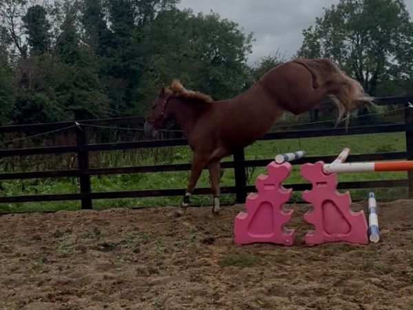 2 connenara geldings - Main image