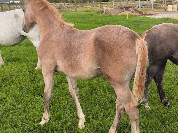 2 super irish draught foals - Main image