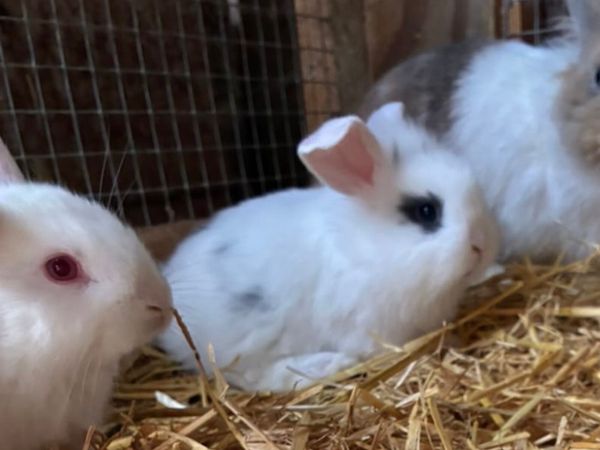 Baby rabbits - Main image