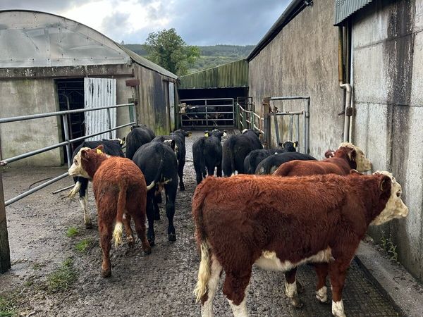 18 Suckler Bred Weanlings - Main image