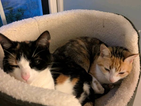 2 female pet cats - Main image