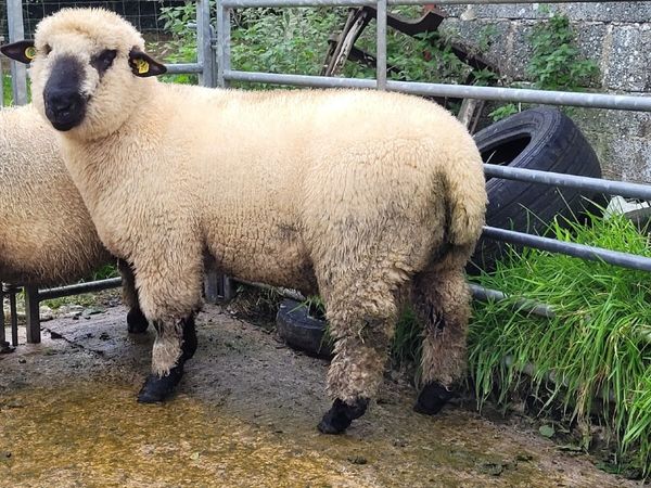Sheep - Main image