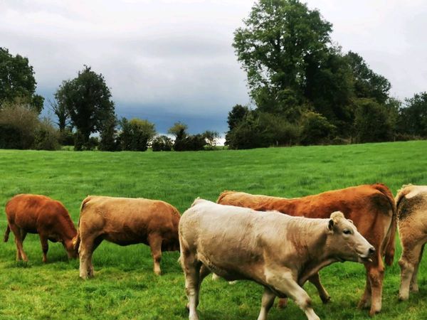 6 lovely heifers - Main image