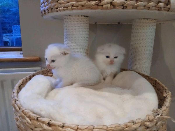 Scottish fold kittens - Main image