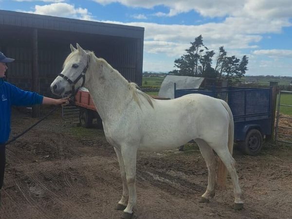 Pony - Main image