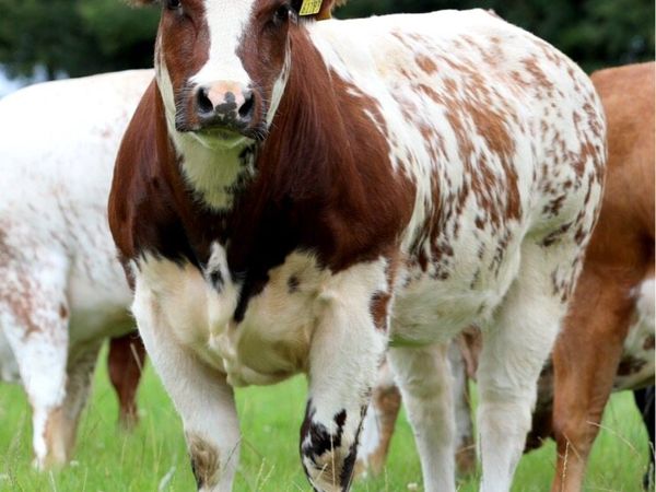 Maiden heifers - Main image