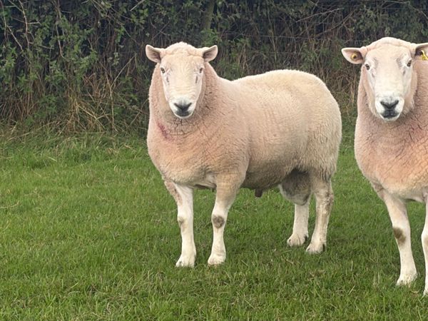 North country Cheviot ram - Main image