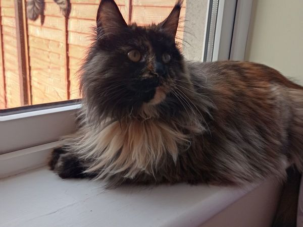 Maine Coon Cat - Main image