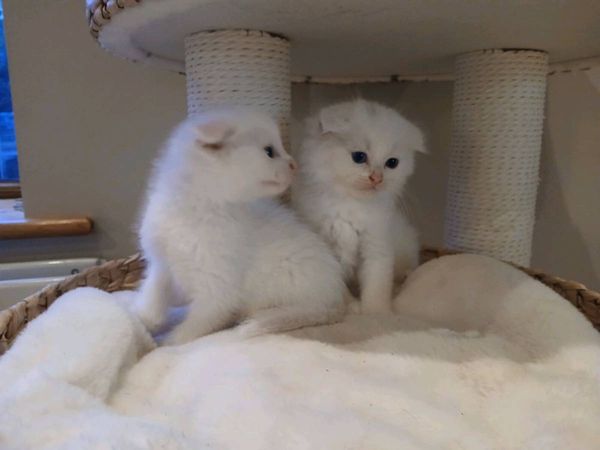 Kittens - Main image