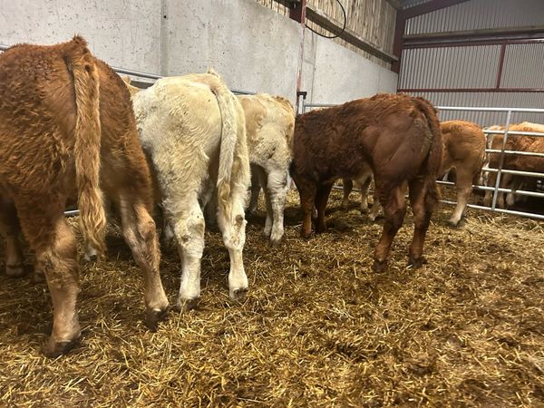 Weanling Bullocks - Main image