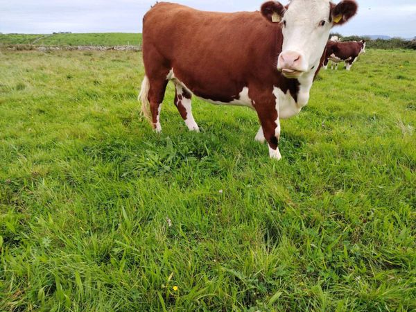 Heifers - Main image