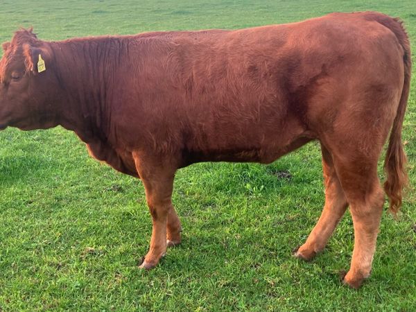 Organic Red Angus Heifers - Main image