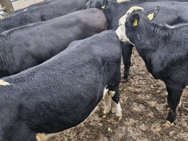 Heifers - Main image