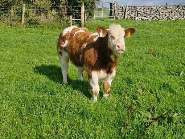 Bull Weanlings - Main image