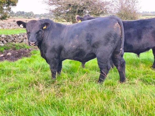 Angus bulls - Main image